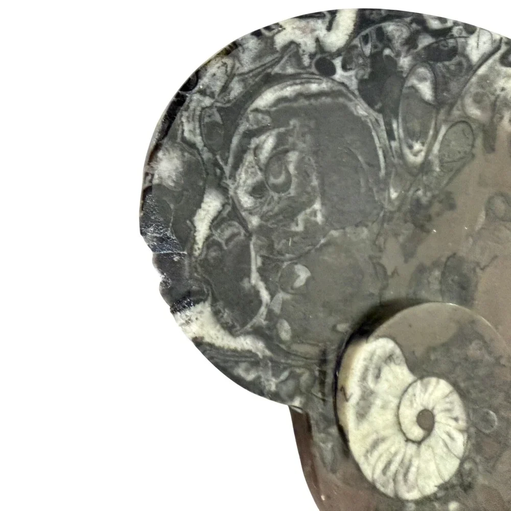 Ammonite Orthoceras Fossil HeartBlack Grey Polished Natural Orthoceras Read 4.5